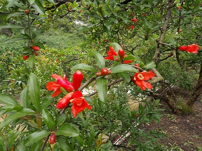 榴草最新地址2015，探索与发现的旅程