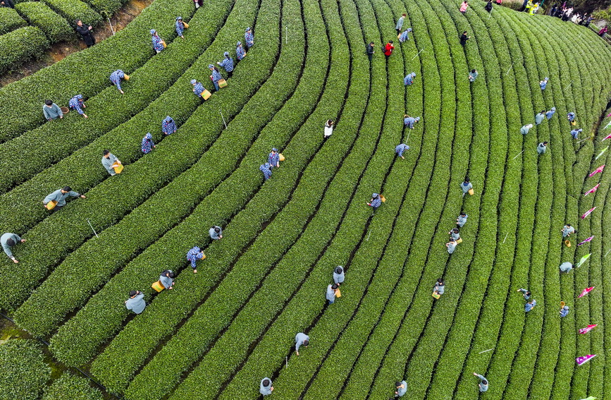 重庆茶园最新招聘信息与职业机会展望