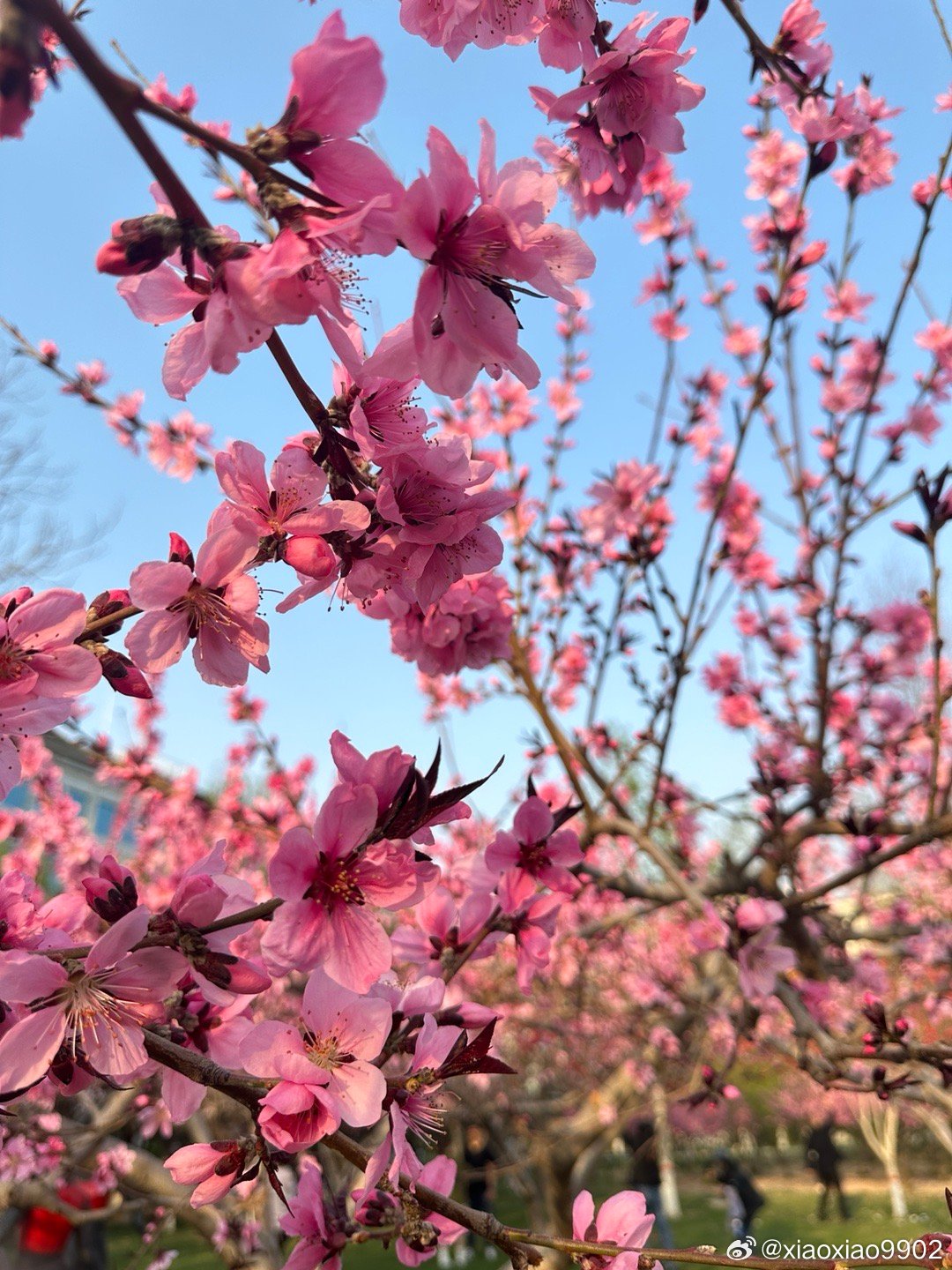 春暖花最新地址，探寻自然之美，感受生活希望之旅