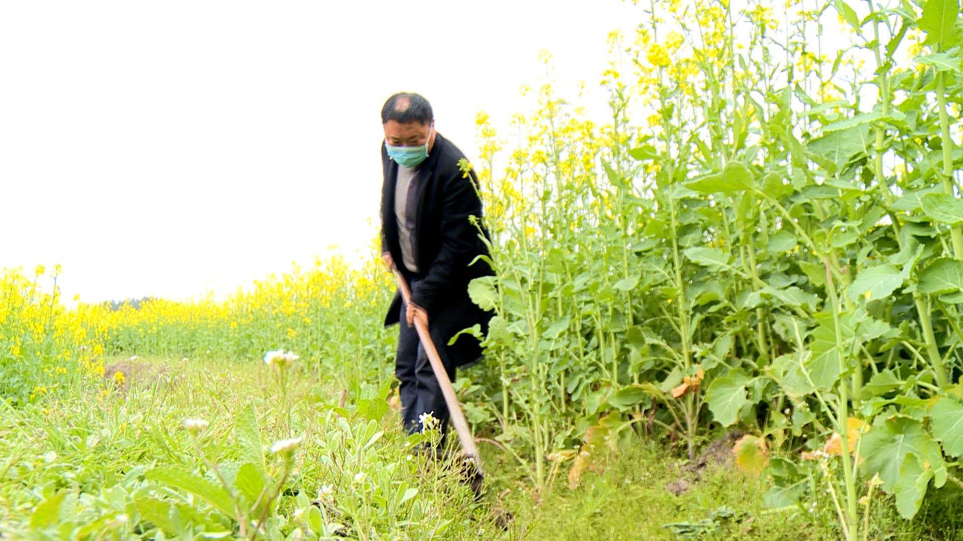 通城县农业农村局最新战略规划揭秘，推动农业现代化与农村振兴的新征程